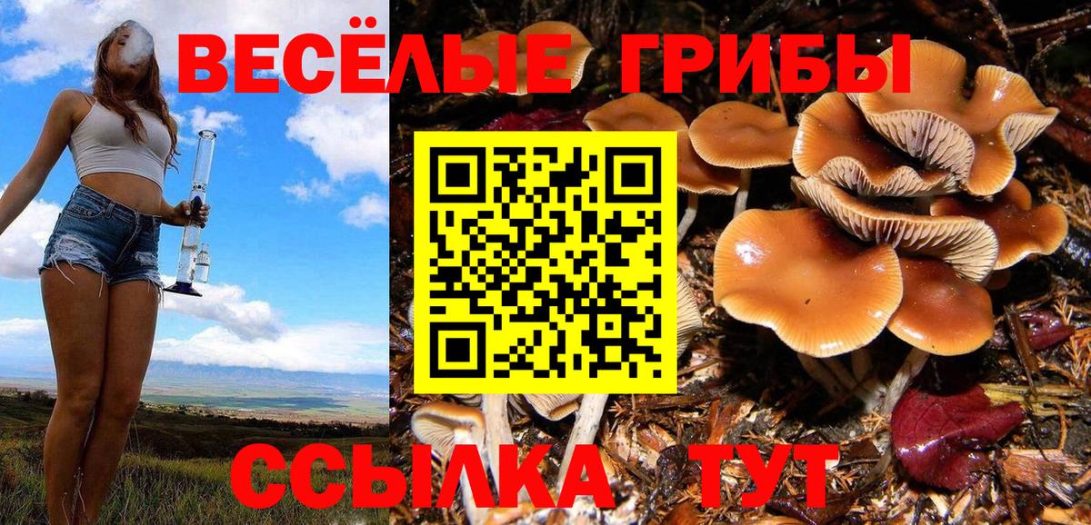 Псилоцибиновые грибы Psilocybine cubensis Новокубанск